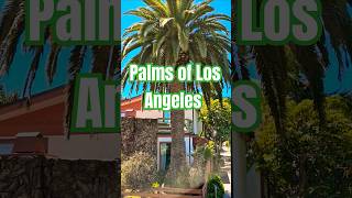 Beautiful Palm Tree of Los Angeles USA  Venice Canals shorts garden losangeles [upl. by Eissert]