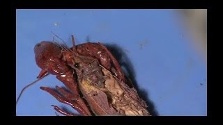 Detailed Crayfish Dissection Part II Jr High High School and College Review [upl. by Letha]