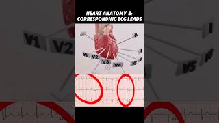 Heart Anatomy amp Corresponding ECG Leads medicalstudent medicalschool usmle cardiology anatomy [upl. by Eamaj]