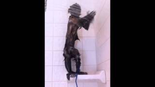 Mali the Capuchin monkey in the shower 4 yrs old [upl. by Abdul]