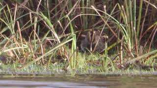 Jack Snipe Oslo [upl. by Herv796]