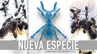 ES ESTA LA HORMIGA REINA MAS GRANDE DE EUROPA  😱 Camponotus cruentatus [upl. by Eejan]