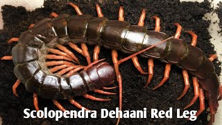 Scolopendra Dehaani Giant Red Leg  Unboxing Kelabang Raksasa [upl. by Aliuqahs986]