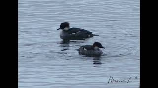 Female Smews  mergellus albellus  nonnetje  February 2  de gavers  Harelbeke  2024 Belgium [upl. by Enrobso290]