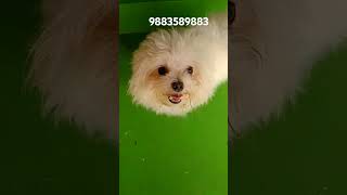 sweety dog puppy kennel pets [upl. by Amsaj]