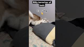 Billy Terrorizer Of Beds funny dog funny crazy cute billy shorts [upl. by Micco]