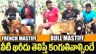 Bull Mastiff vs French Mastiff Dog in Hyderabad  Dogs Park Hyderabad  Eagle Media Works [upl. by Antoine]