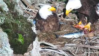 West End Bald Eagle Cam 10032024 0851 [upl. by Primaveria]