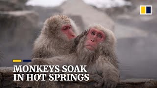 Japan’s snow monkeys enjoy a relaxing bath in geothermal hot springs [upl. by Hepzi]