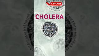 CHOLERA  cholera ricewaterstool choleratreatment signampsymptomsofcholera shortsvideo shorts [upl. by Kellia]