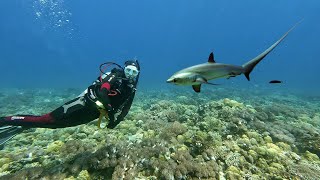 Thresher Sharks [upl. by Jezabelle213]