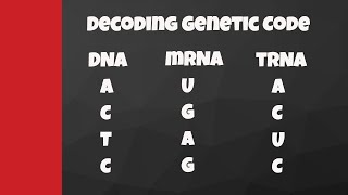 Decode from DNA to mRNA to tRNA to amino acids [upl. by Fox]