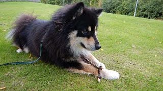 Merano inkallning finsk lapphund [upl. by Kcinom]