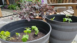 Welcome New Subscribers Planting Sweet Potato Slips and Dwarf Loropetalum  Zone 7B [upl. by Calder557]