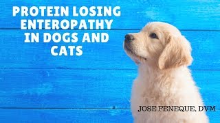 Protein Losing Enteropathy In Dogs And Cats [upl. by Aneeuq]