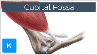 Cubital Fossa  Location amp Borders  Human Anatomy  Kenhub [upl. by Narut119]