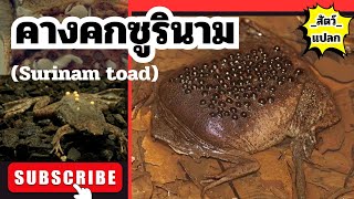 quotสัตว์แปลกquot คางคกซูรินาม Surinam toad  สัตว์แปลกที่ต้องวางไข่ไว้บนหลังของตัวเอง [upl. by Robins215]