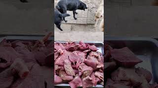 Dog Eating pig lungs  Labrador Mukbang dogeating dogeat [upl. by Enyrehtac]