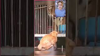 Cat Vs Lion Who will Win catshorts dammitreact funnyanimalvideos funnyvideo2024 funnycatvideo [upl. by Roberta]