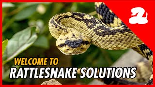 Welcome to Rattlesnake Solutions Channel Trailer [upl. by Dyann]