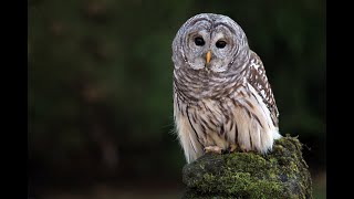 Barred Owl Call [upl. by Angelico427]