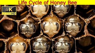 Life Cycle Of Honey Bee [upl. by Sirroned]