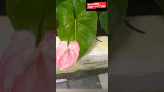 Anthurium flower [upl. by Gayle]