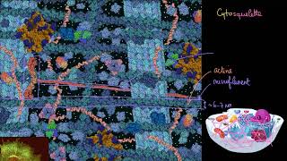 Le cytosquelette [upl. by Eardnoed]
