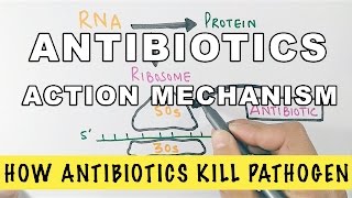 Antibacterial drugs animation Vancomycin [upl. by Leeban]