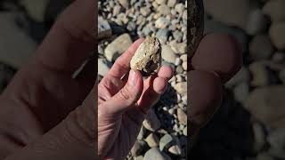 A Cool Pair Of Horn Coral riverrocks rockhounding fossils rugosa hiddenfaces [upl. by Heindrick]