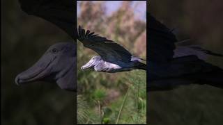 Shoebill Stork  A Living Dinosaur of the Wetlands [upl. by Dragon]