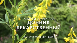 Донник лекарственный Алефиров АН [upl. by Ellerehs]