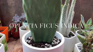 Opuntia FicusIndica growing pads [upl. by Nemhauser791]