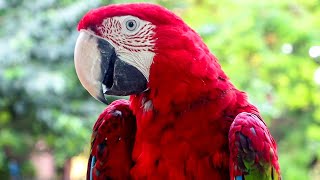 Scarlet Macaw Dancing And Sounds [upl. by Ashby800]