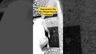 Dog Lameness Non Weight Bearing  Degenerative Coxofemoral Joint  DJD Hip Dysplasia HD Dog SKRDVET [upl. by Lehcim]