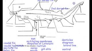 External Anatomy of a Dogfish Shark [upl. by Aileek]