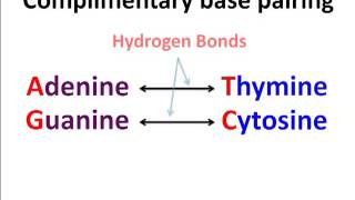 Polynucleotides [upl. by Button]