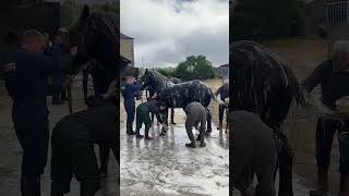 Lavage de chevaux percherons [upl. by Nebra47]