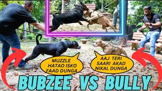 Bubzee Vs BullyClash of Titans  German Rottweiler Bubzee Face Off w American Bully amanandbully [upl. by Larry86]