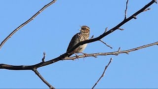 Woodlark Singing [upl. by Amlus]