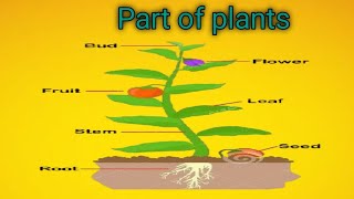 parts of plants 🪴 with pictures for kids [upl. by Aruabea]