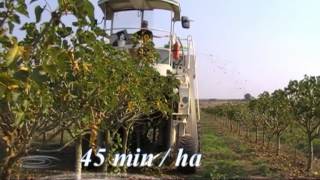 Jatropha test harvesting in Mosambique [upl. by Ricki368]