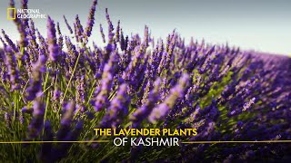 The Lavender Plants of Kashmir  It Happens Only in India  National Geographic [upl. by Nnaed]