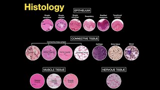 Introduction to Histology [upl. by Ecam]