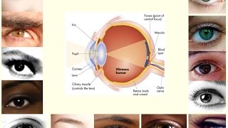 Aliments Idéales Pour Vos Yeux [upl. by Fablan]