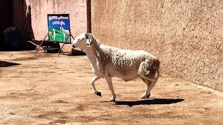 خروف العيد مليح  Eid Al Adha 2017 [upl. by Bliss]