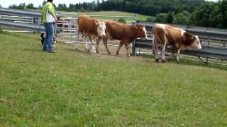 Welsh Corgi quotJackiequot is herding cattle first time [upl. by Eenoj]