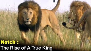 KING NOTCH  THE GREATEST Lion In The World  The Rise of A True King [upl. by Buell]