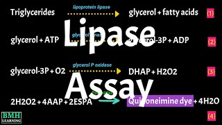 Lipase Assay  Lipase Test  Cayman’s Triglyceride Colorimetric Assay  Lipid Hydrolysis Assay [upl. by Einahpehs55]