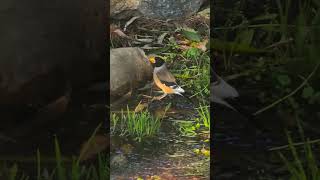 밀화부리 ㅣ고지새 ㅣyellowbilled grosbeak [upl. by Bubb]